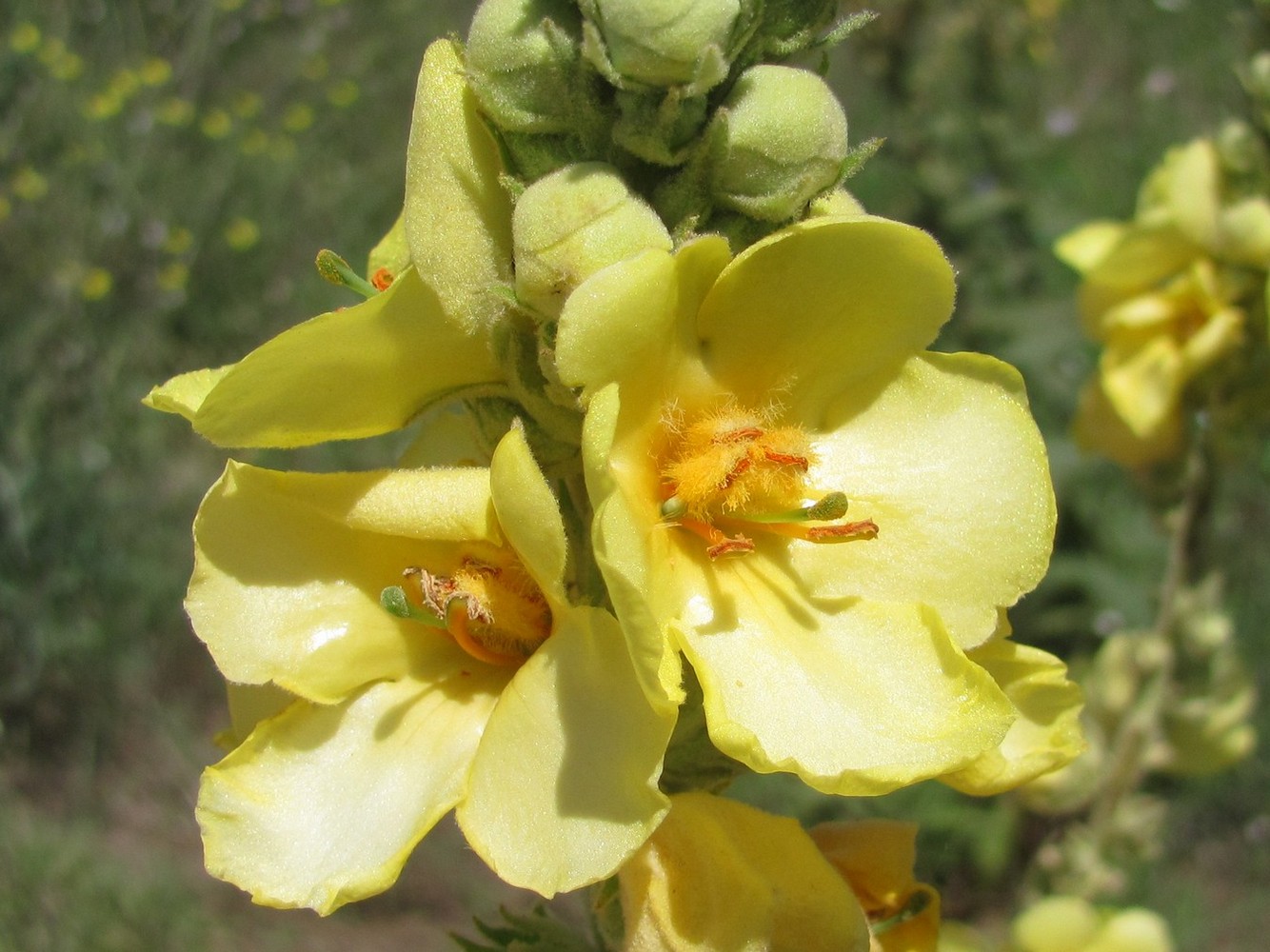 Image of Verbascum ovalifolium specimen.