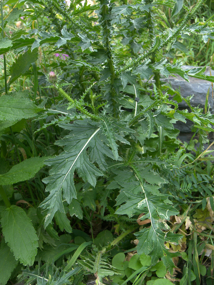 Image of Carduus adpressus specimen.