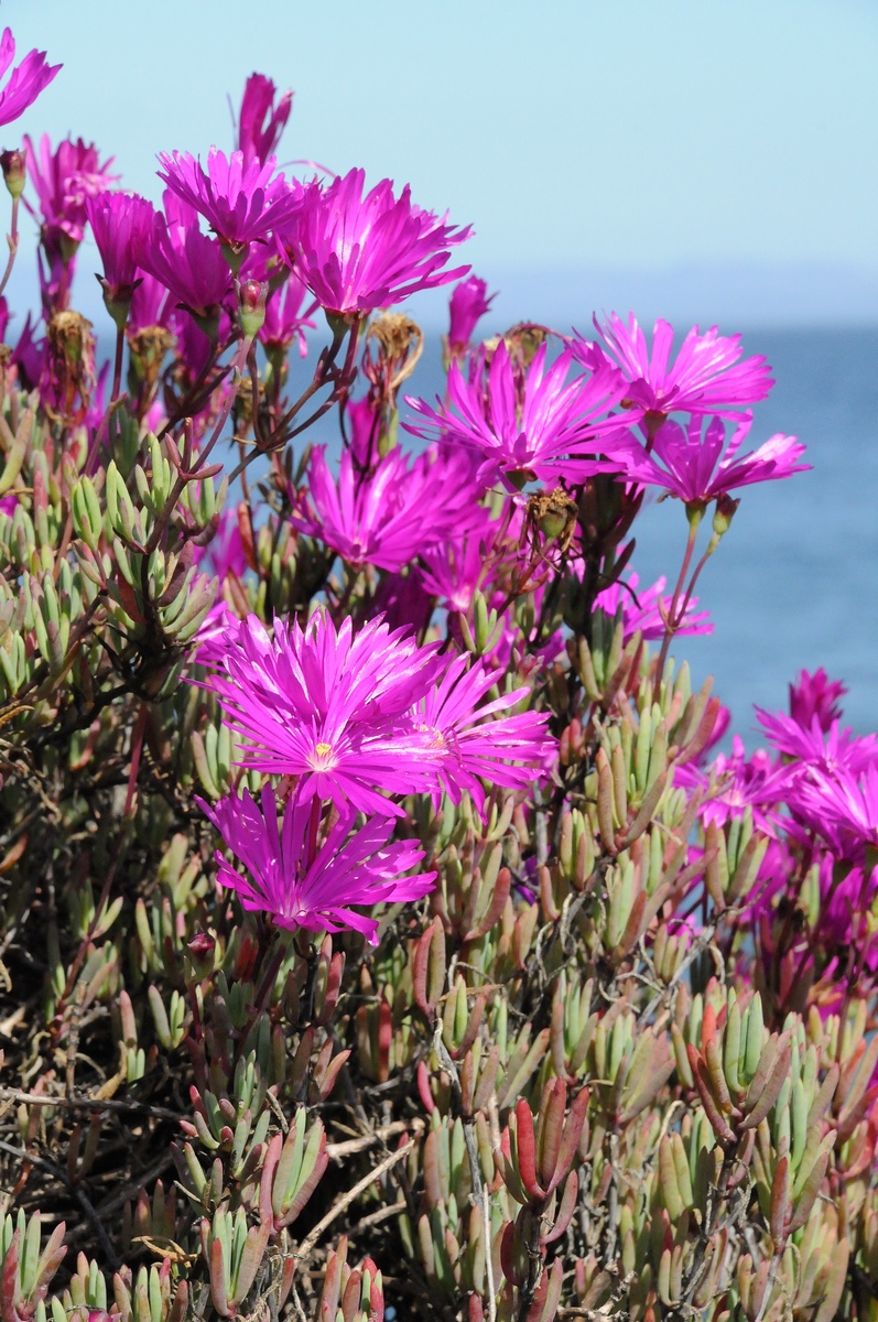 Image of Lampranthus productus specimen.