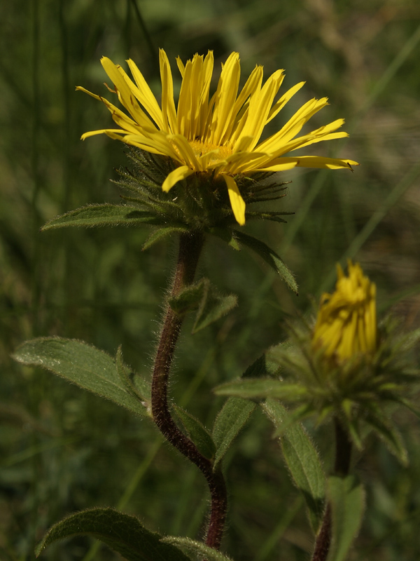 Image of Inula hirta specimen.