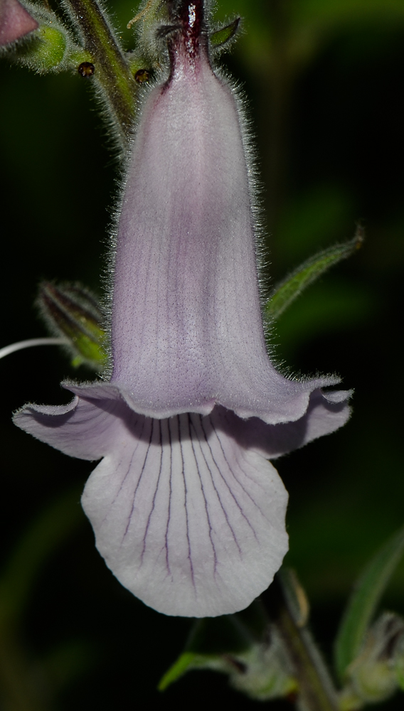 Image of Ceratotheca triloba specimen.