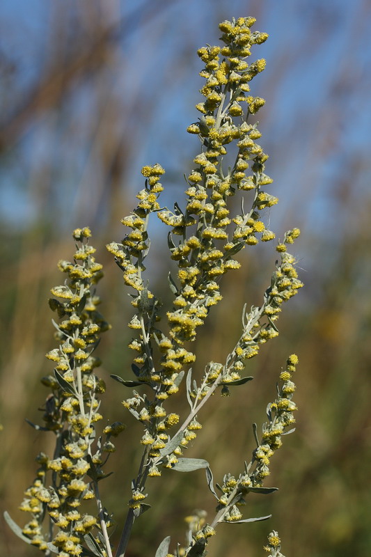 Image of Artemisia absinthium specimen.