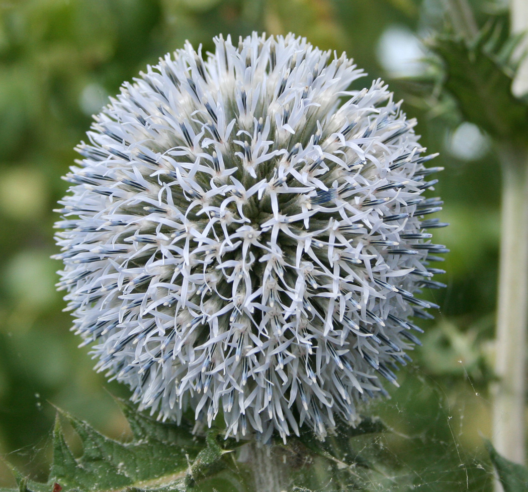 Изображение особи Echinops sphaerocephalus.