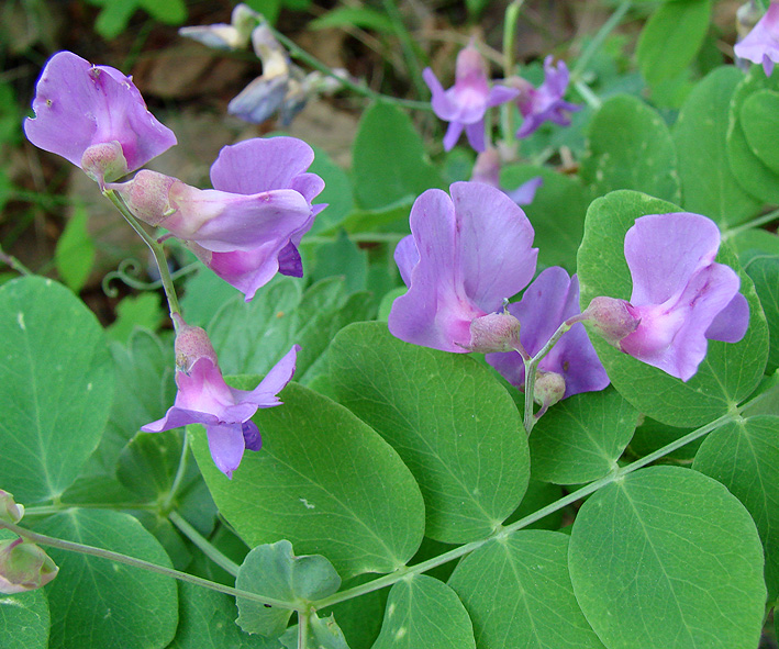 Image of Lathyrus humilis specimen.