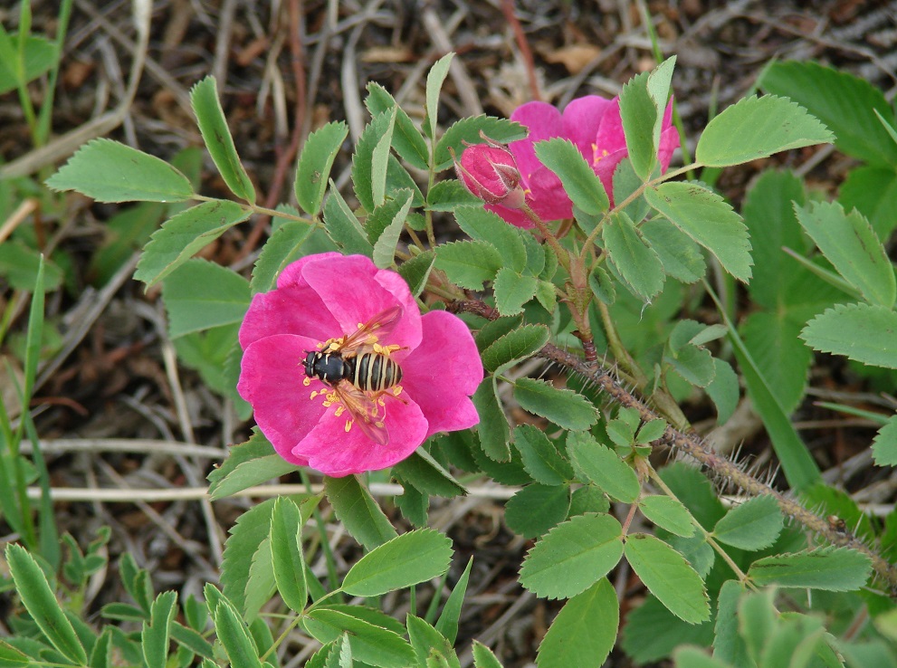 Изображение особи Rosa acicularis.