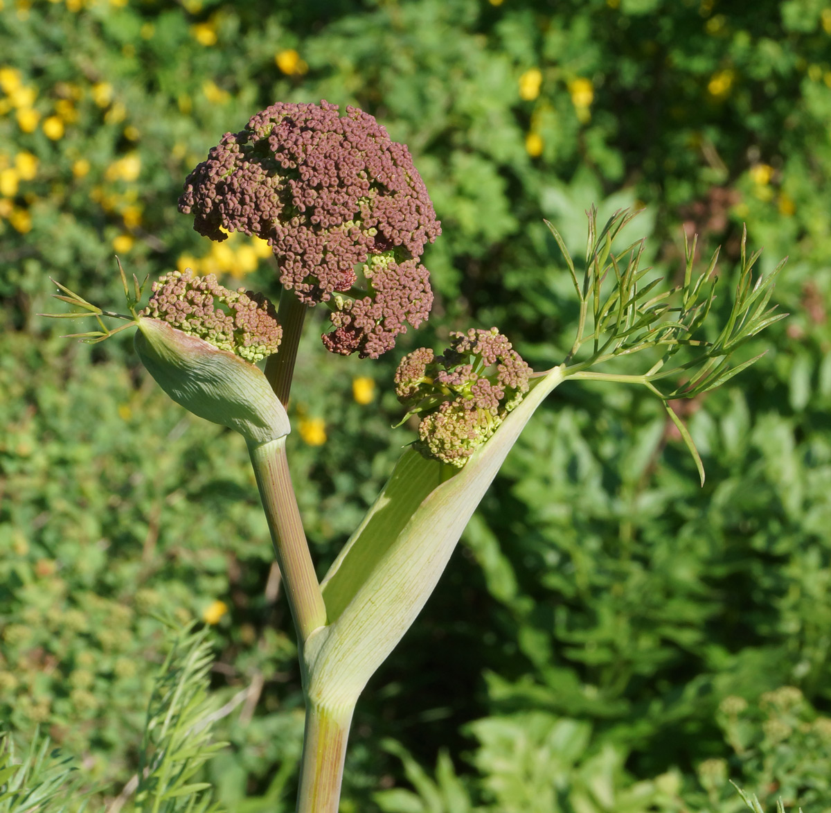 Изображение особи Ferula songarica.