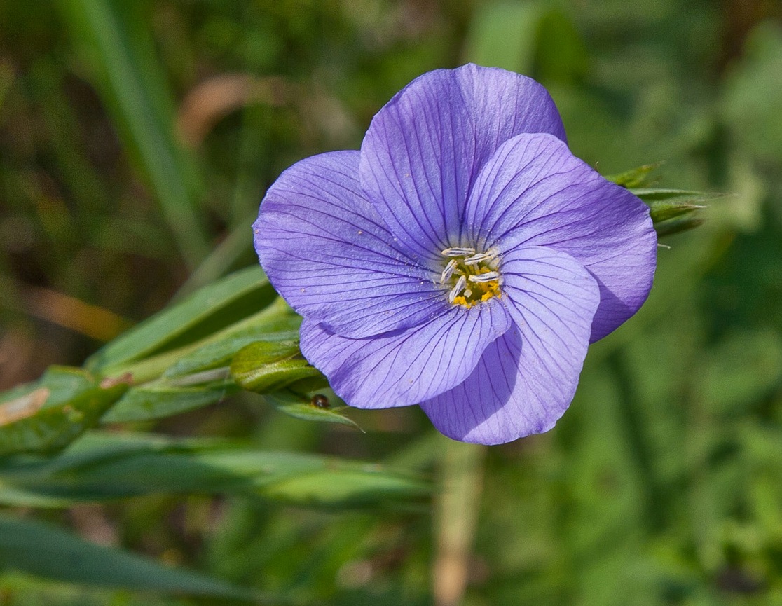 Image of Linum nervosum specimen.