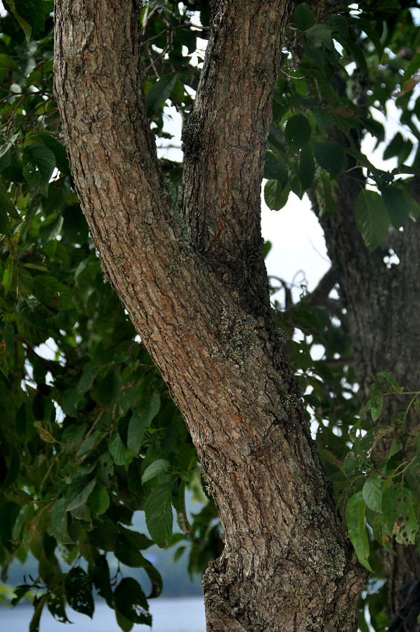 Изображение особи Alnus japonica.