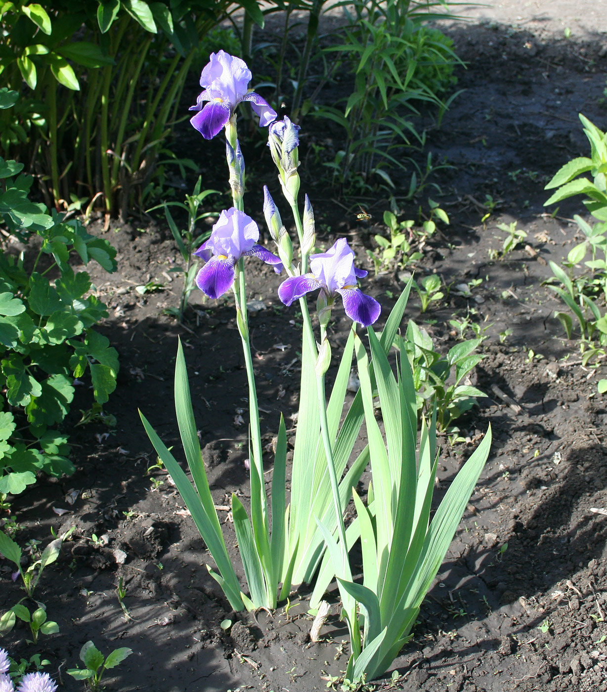 Image of Iris &times; hybrida specimen.