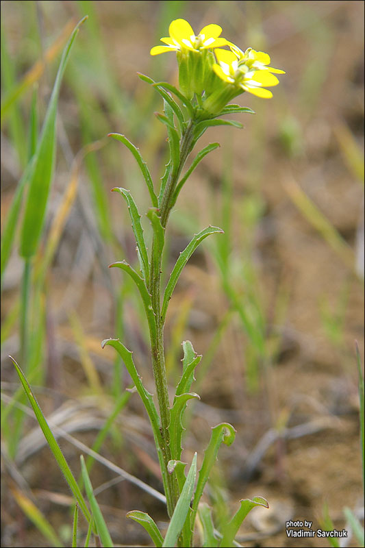 Image of Erysimum repandum specimen.