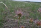 Pulsatilla patens