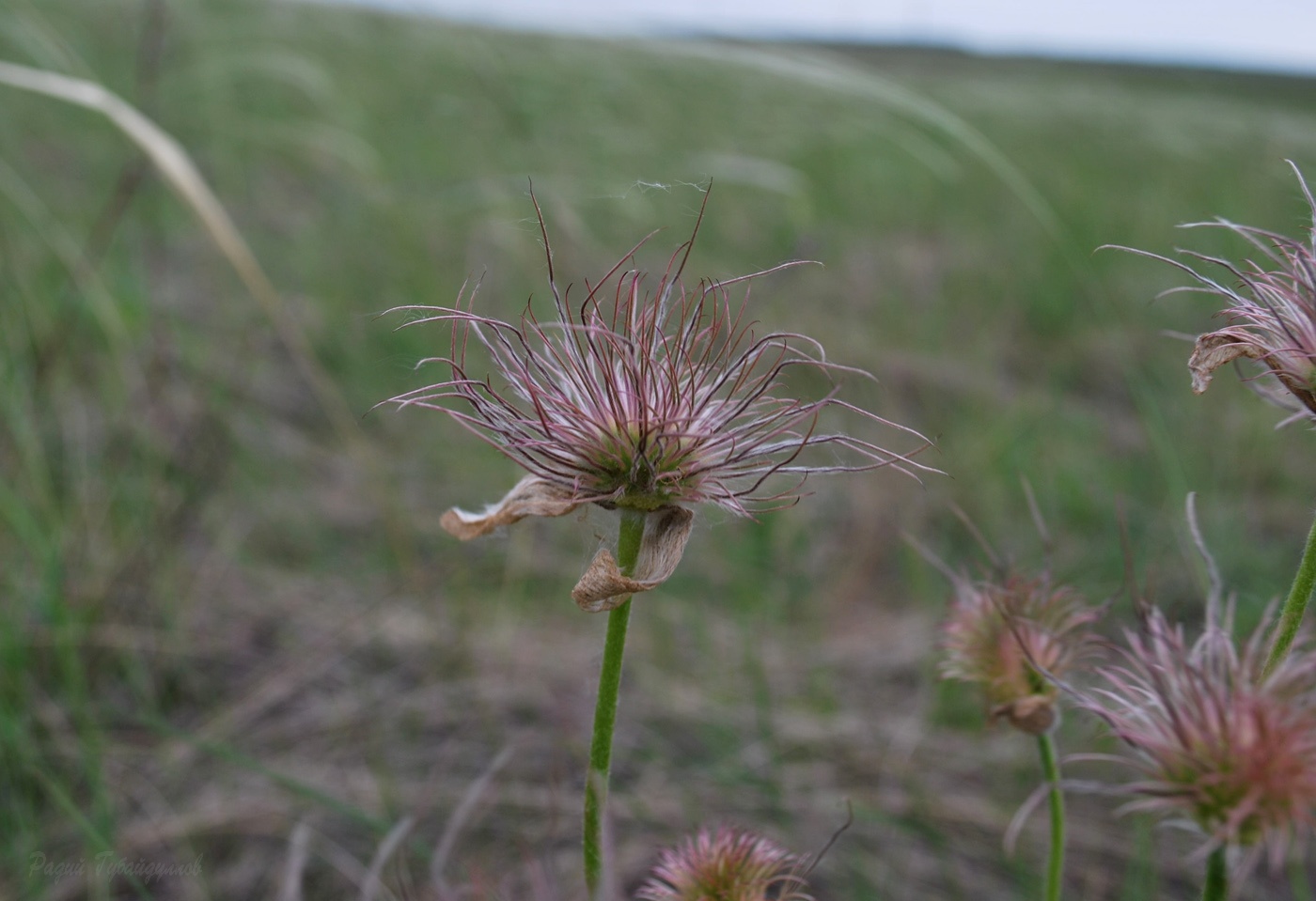 Image of Pulsatilla patens specimen.