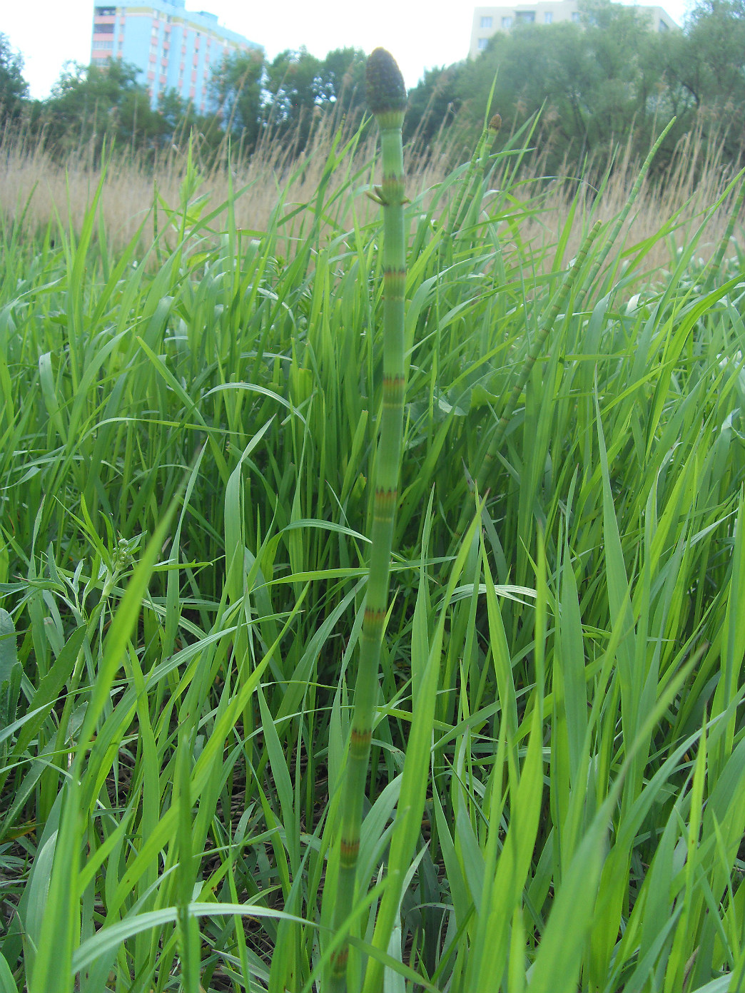 Image of Equisetum fluviatile specimen.