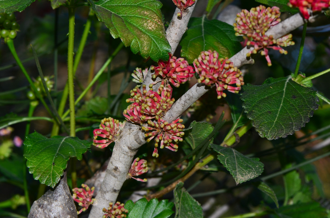 Изображение особи Hakea orthorrhyncha.