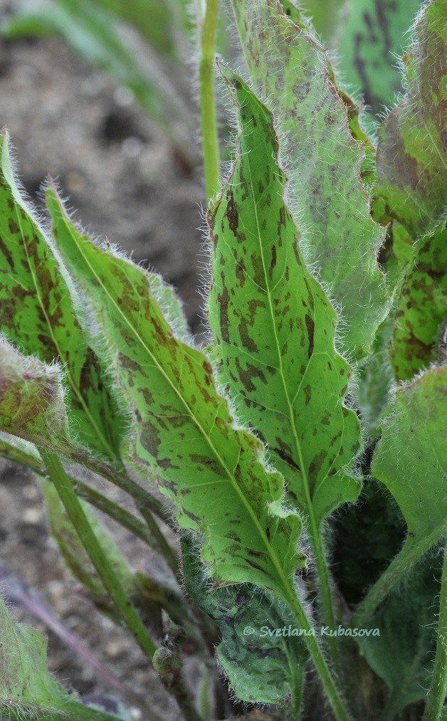 Image of Hieracium maculatum specimen.