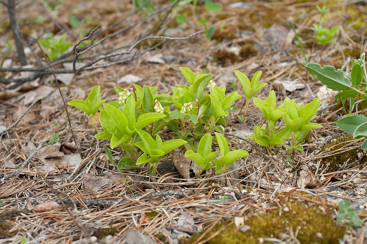 Изображение особи Orthilia secunda.