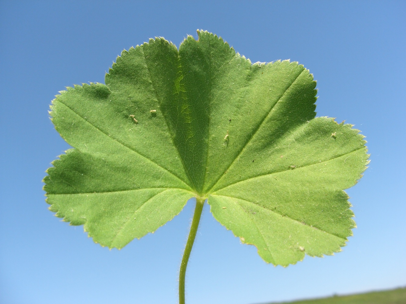 Изображение особи род Alchemilla.