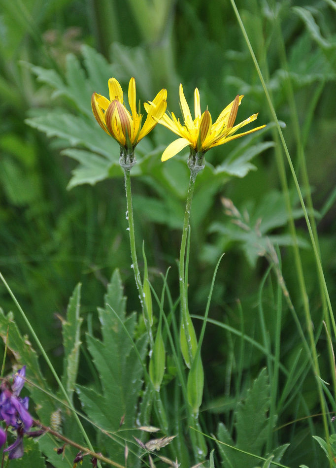 Image of Tragopogon tuberosus specimen.