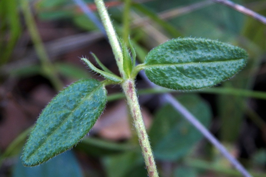 Image of Helianthemum grandiflorum specimen.