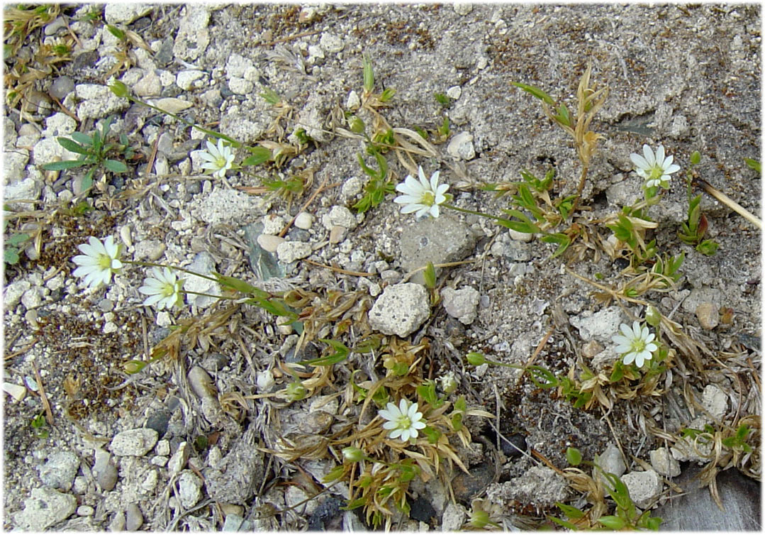 Image of Stellaria edwardsii specimen.