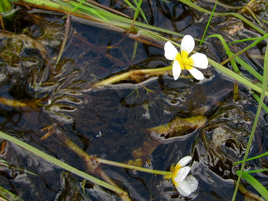 Image of Ranunculus trichophyllus specimen.