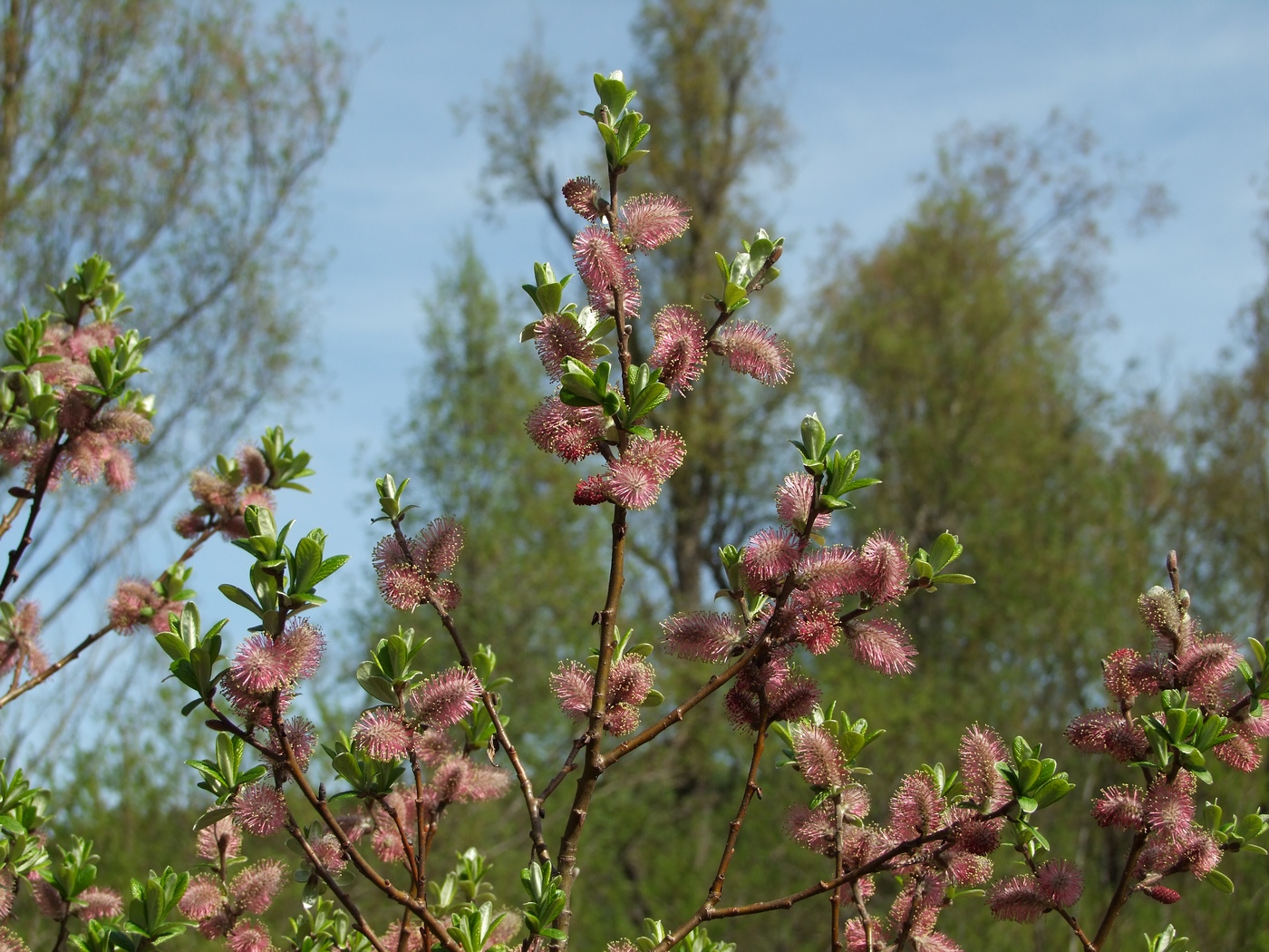 Изображение особи Salix krylovii.