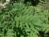 Sorbaria sorbifolia