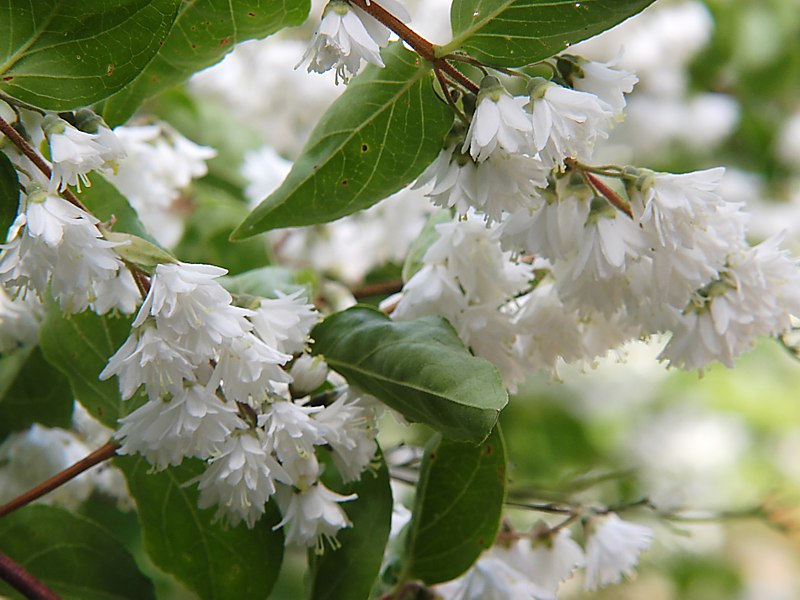 Image of Deutzia &times; magnifica specimen.