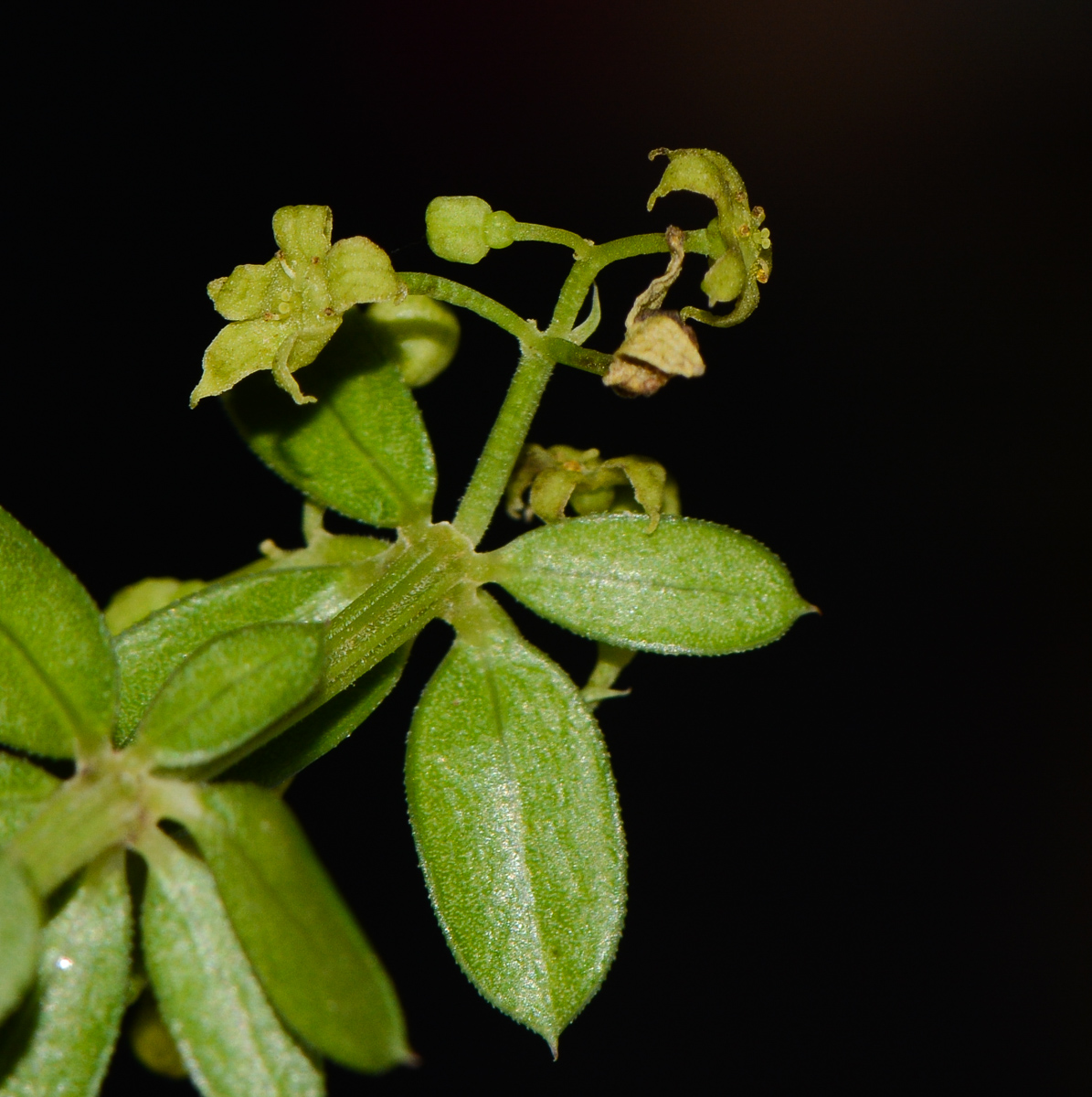 Изображение особи Rubia tenuifolia.