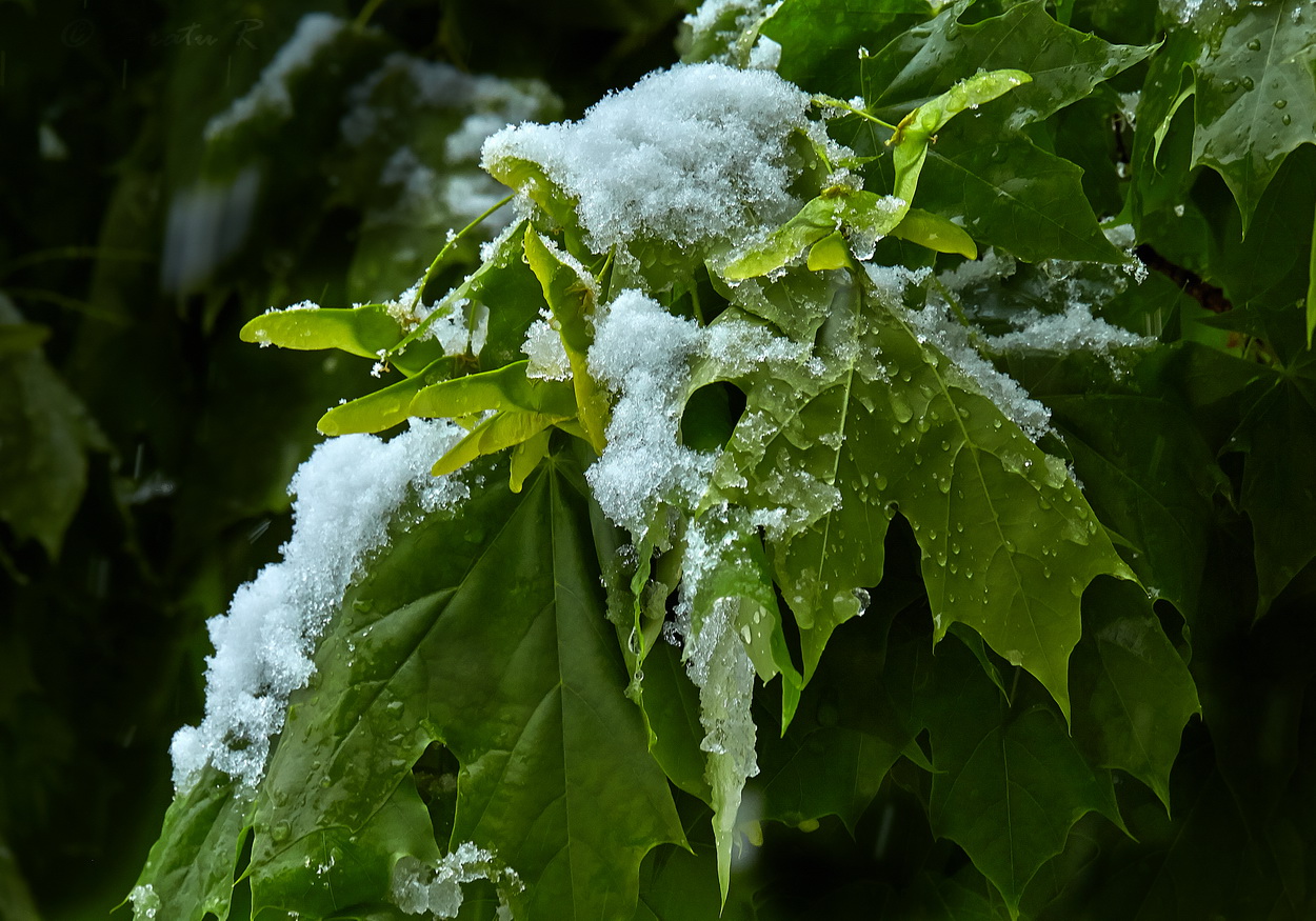 Image of Acer platanoides specimen.