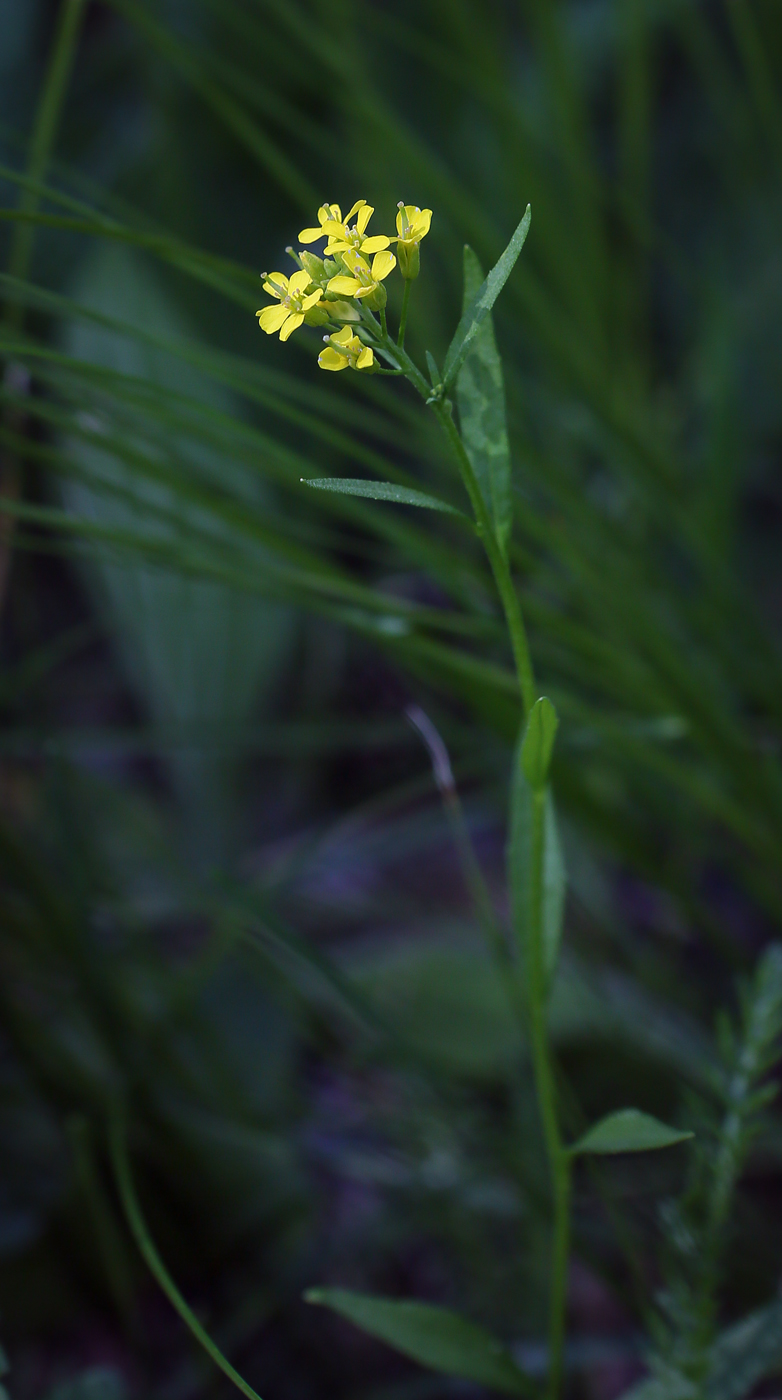 Image of Erysimum cheiranthoides specimen.