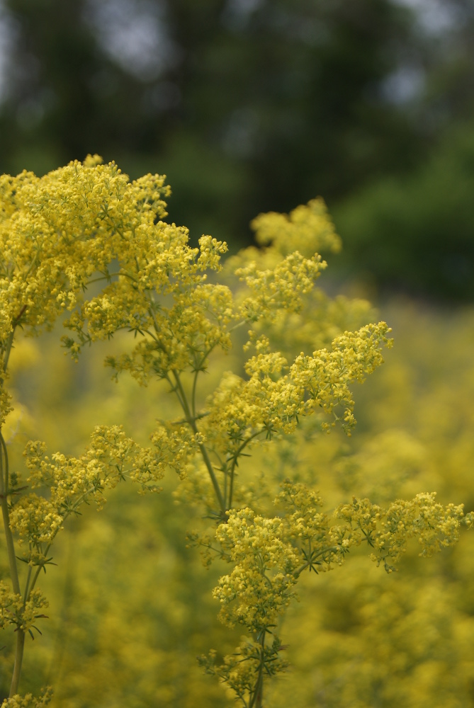 Изображение особи Galium verum.