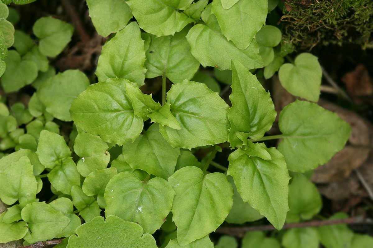 Image of Circaea alpina specimen.