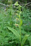 Epipactis helleborine