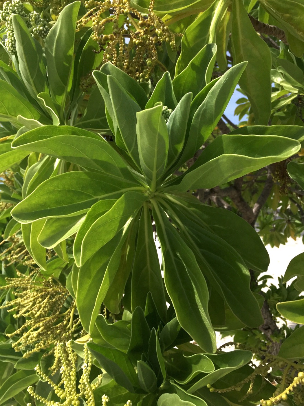 Изображение особи Heliotropium foertherianum.