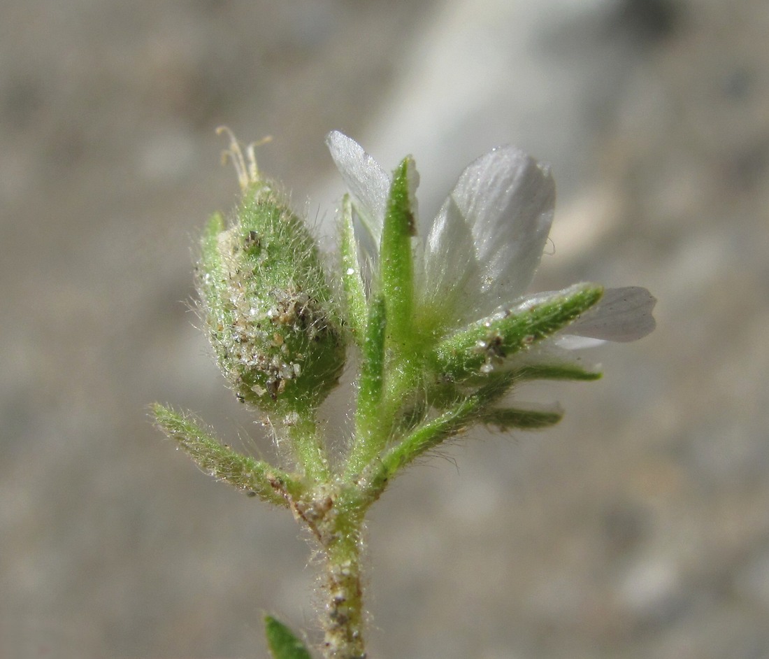 Image of Minuartia inamoena specimen.