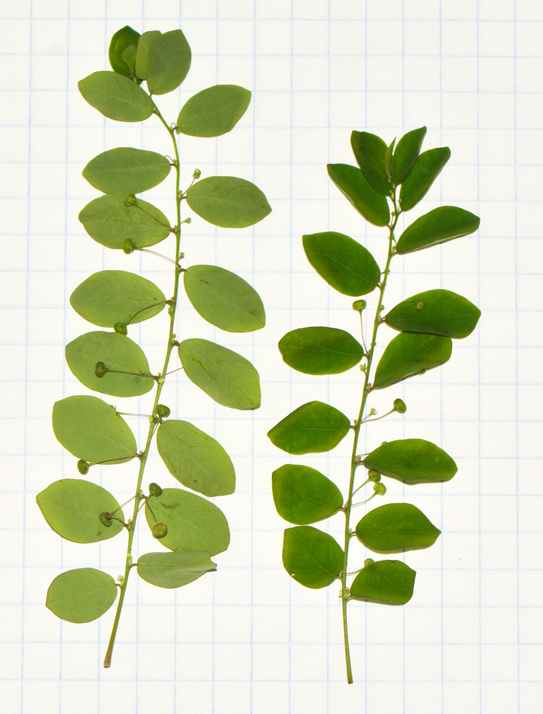 Image of Phyllanthus rotundifolius specimen.