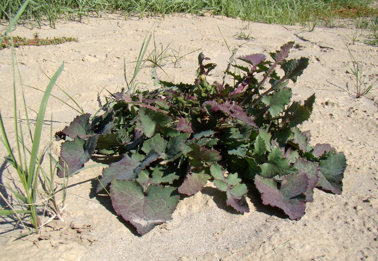 Image of Sonchus oleraceus specimen.