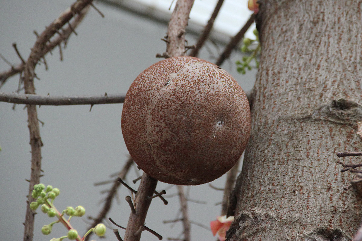 Image of Couroupita guianensis specimen.