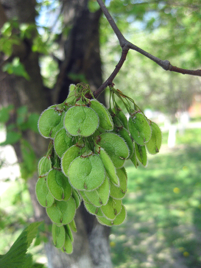 Изображение особи Ulmus laevis.