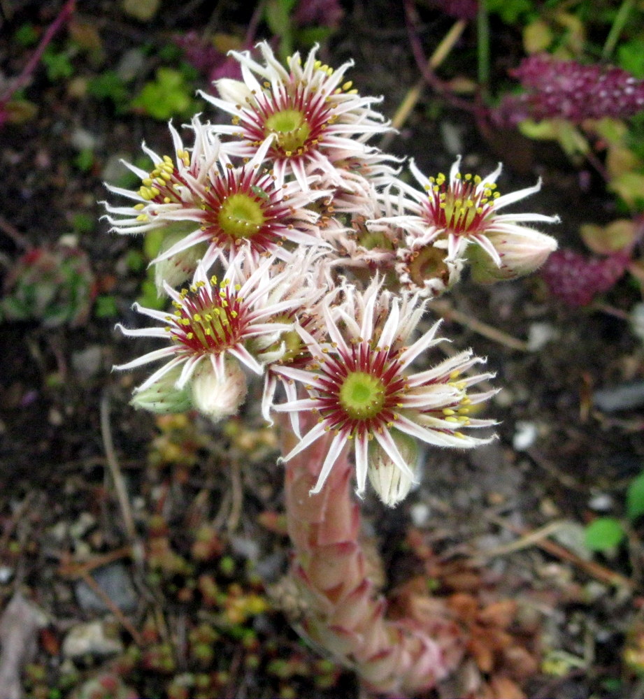 Изображение особи Sempervivum tectorum.