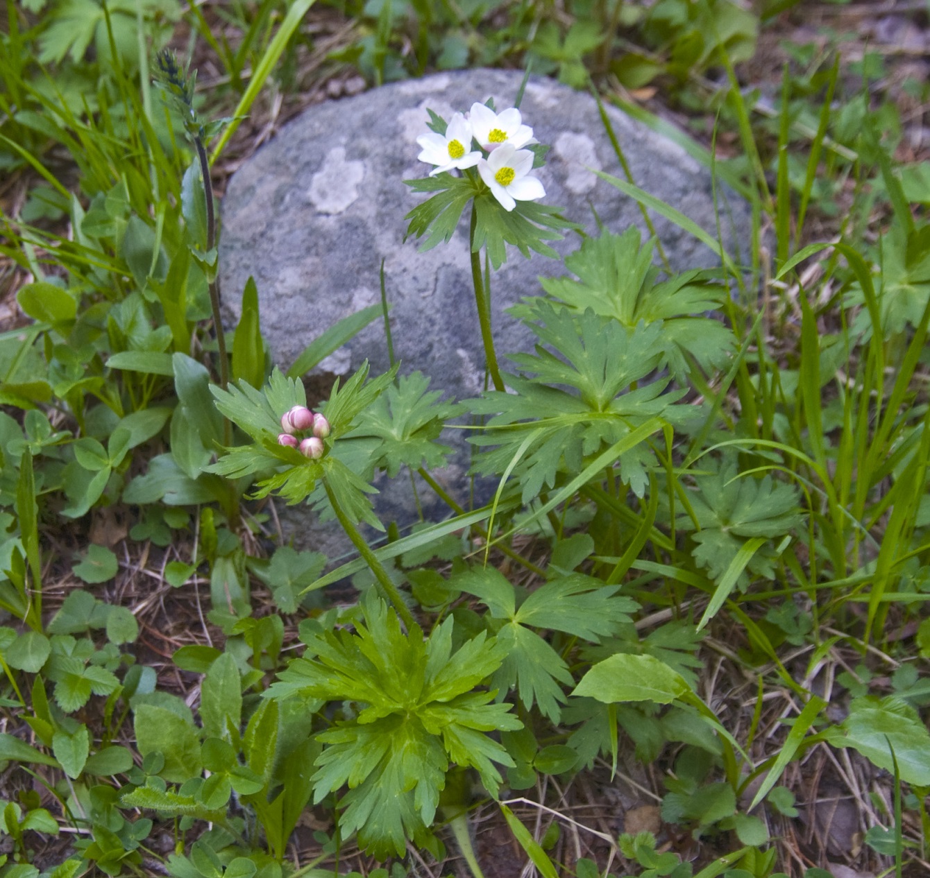 Image of Anemonastrum fasciculatum specimen.