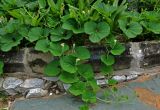 Lagenaria siceraria. Побеги отцветающего растения. Малайзия, Куала-Лумпур, в культуре. 13.05.2017.