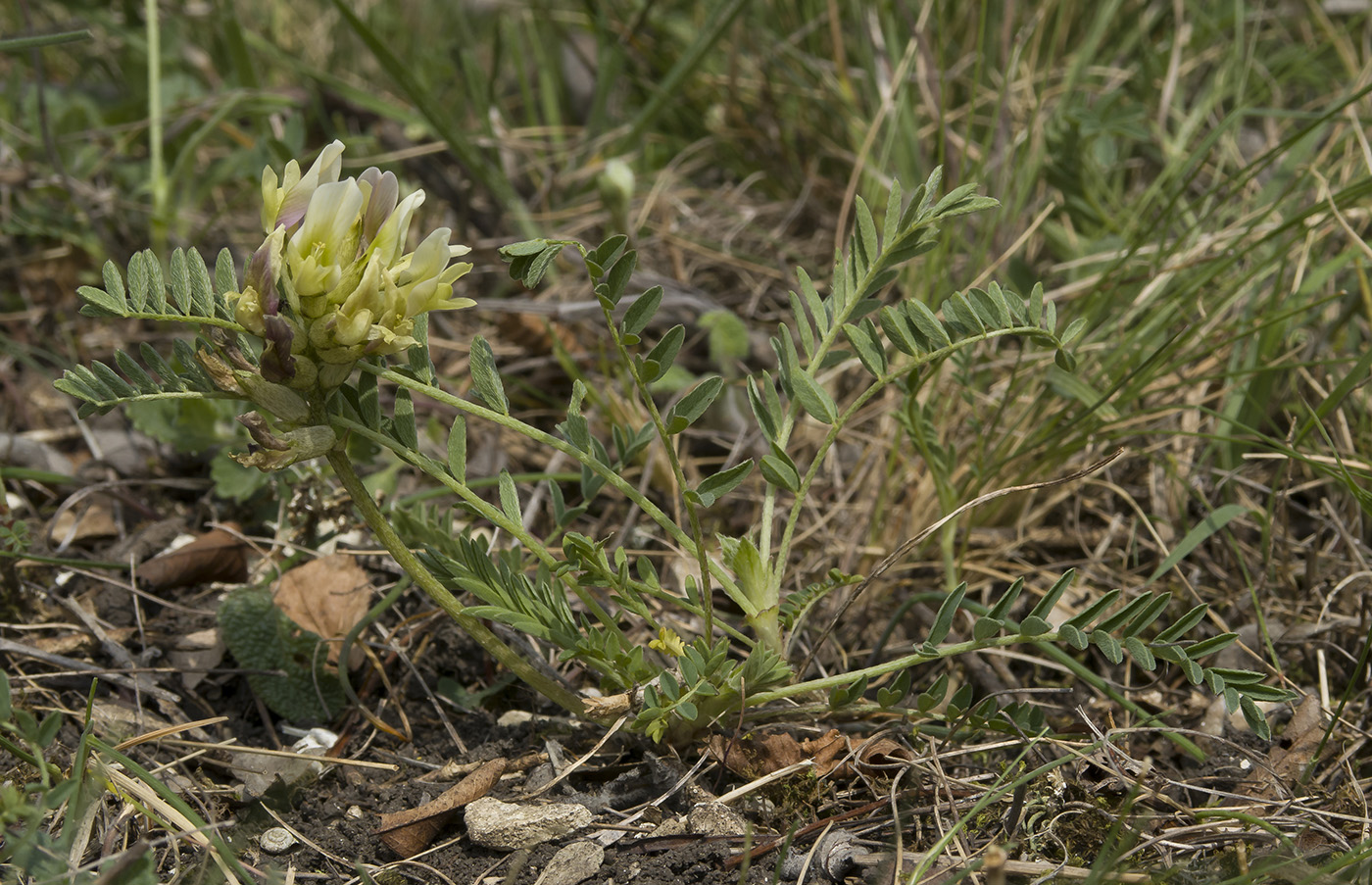 Изображение особи Astragalus resupinatus.