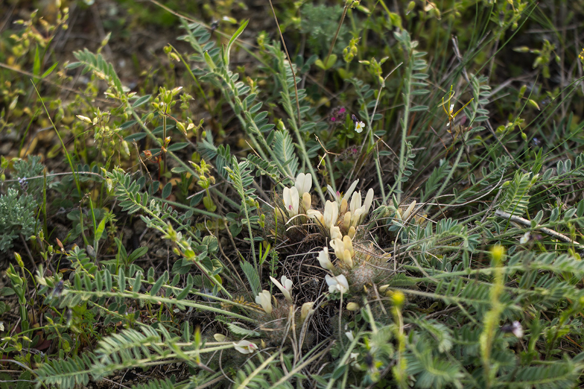 Image of Astragalus dolichophyllus specimen.