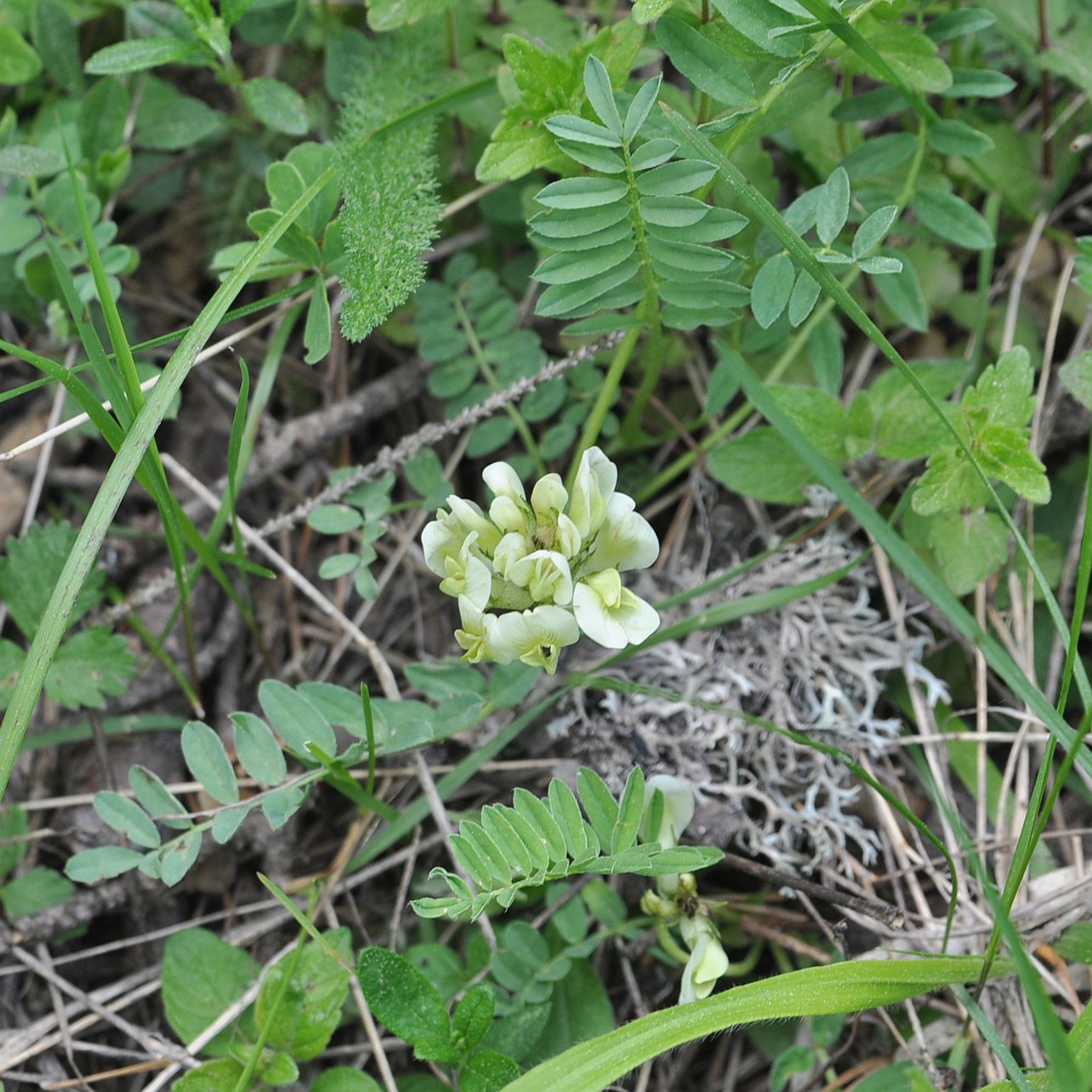 Image of Oxytropis dasypoda specimen.