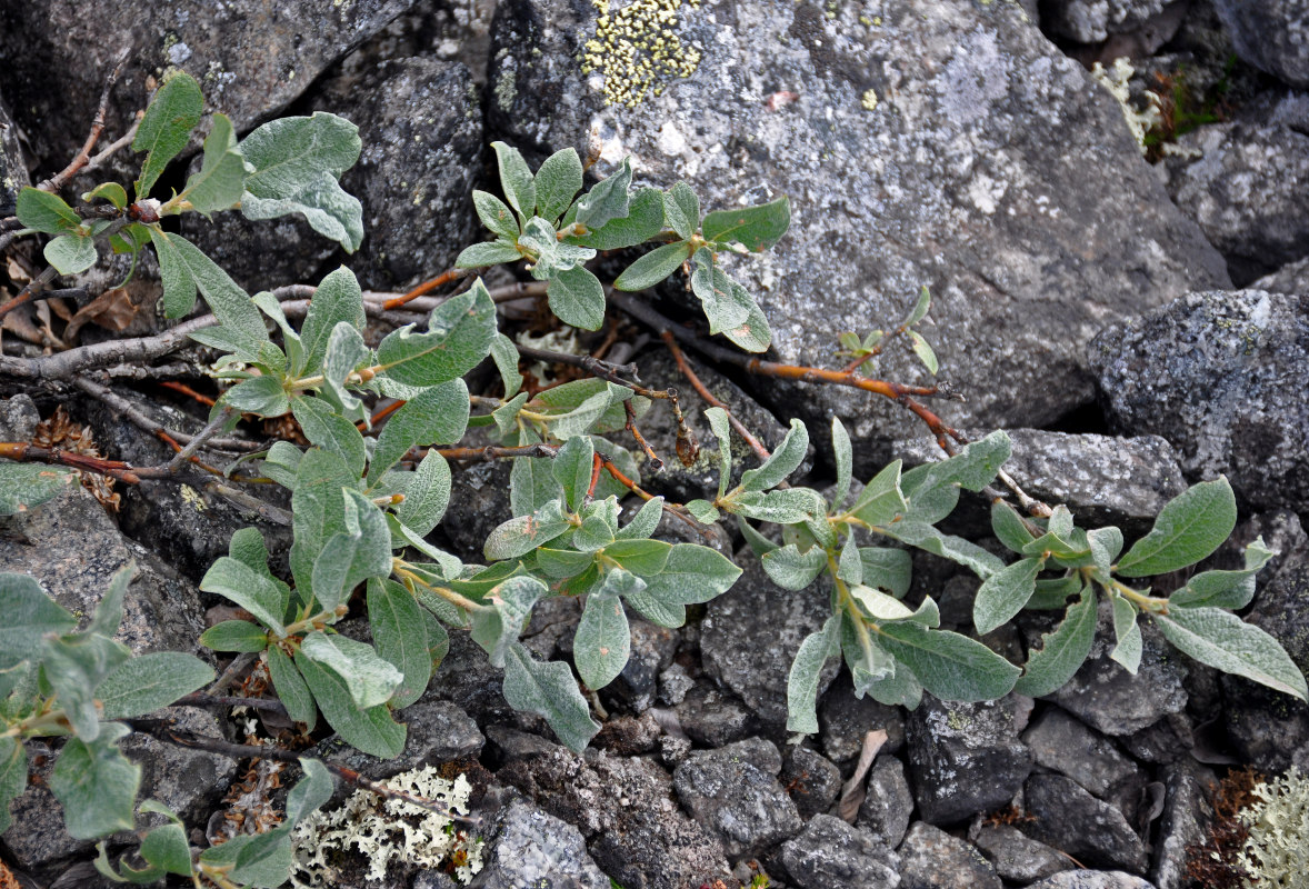 Image of Salix lanata specimen.