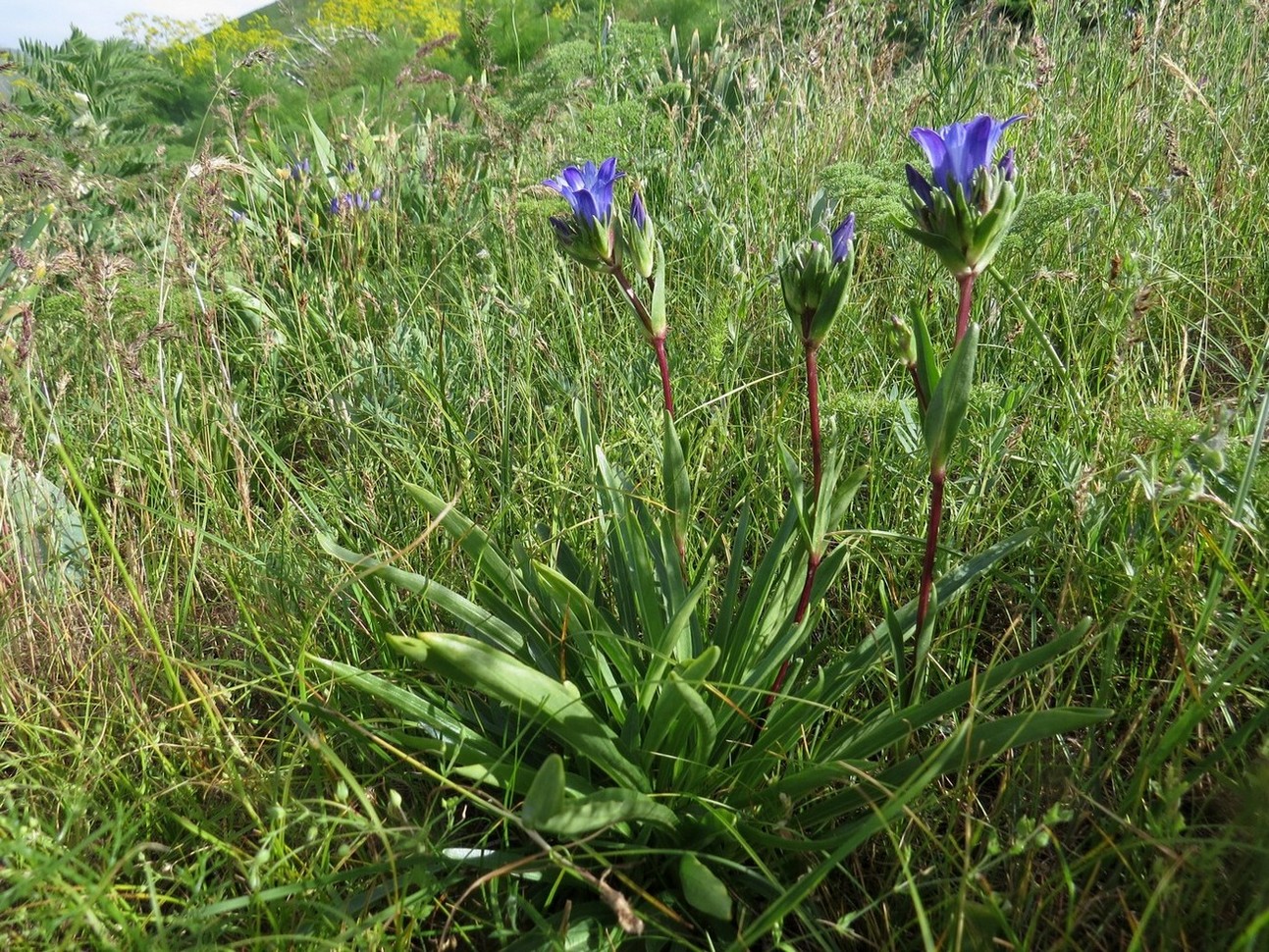 Image of Gentiana olivieri specimen.