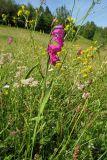 Gladiolus imbricatus