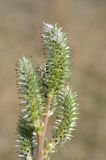 Salix cinerea